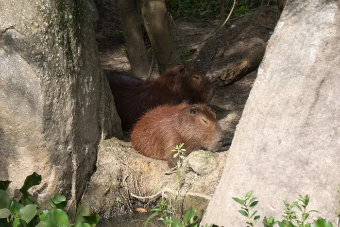 Group of capybaras huddled together sheltering between large rocks on the waterside