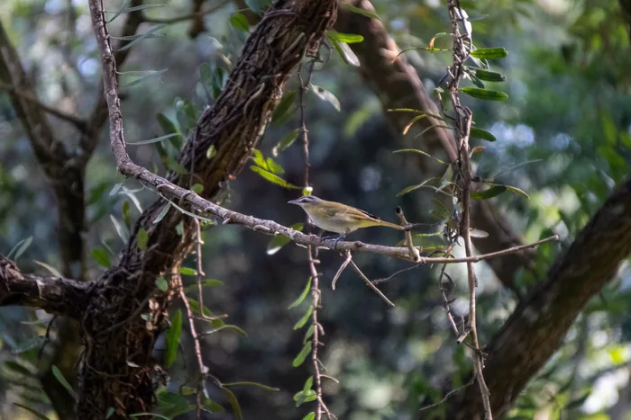 Chivi vireo perched on a slender branch surrounded by green foliage