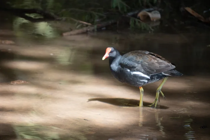 Common gallinule with bright red and yellow bill walking along the water's edge