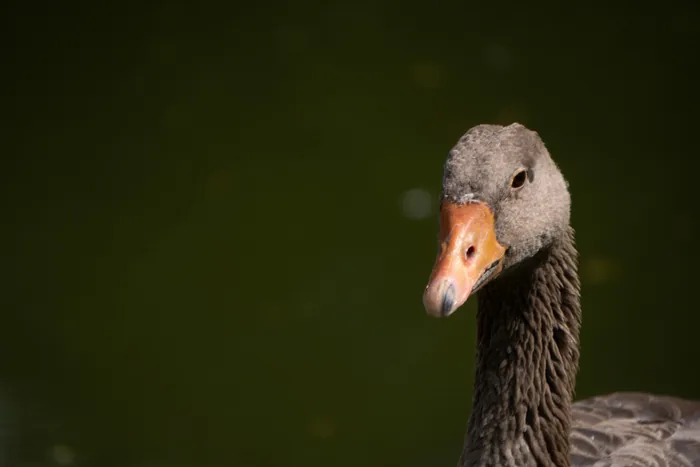 Duck resting peacefully near the water