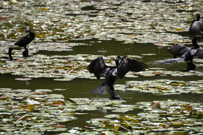 Neotropic cormorant perched on a branch with wings spread open to dry