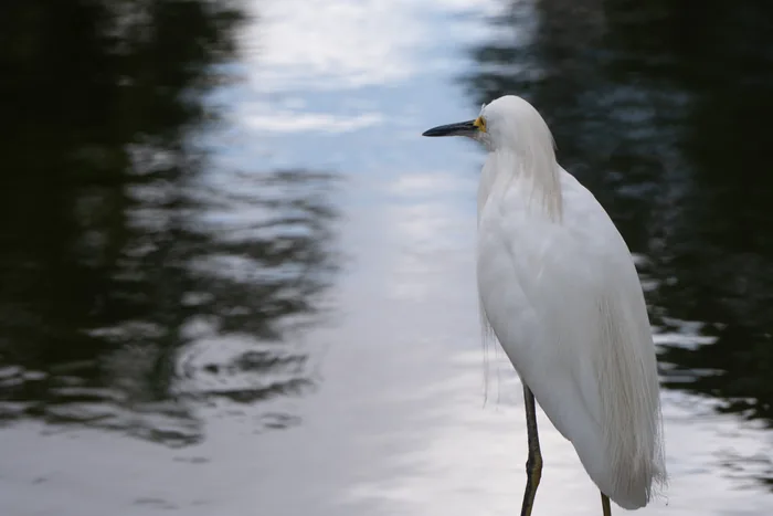 Snowy egret with pure white plumage and bright yellow feet wading in shallow water