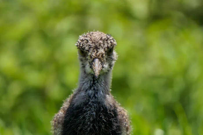 Close-up of a Southern Lapwing chick with fluffy downy plumage and large eyes on the ground.