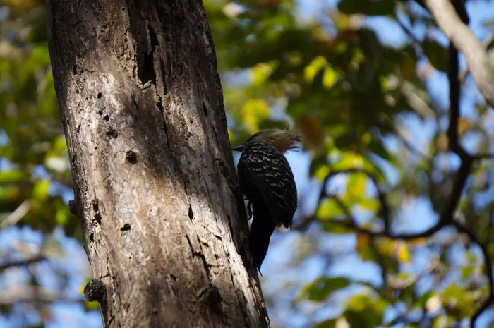 A Blond-crested Woodpecker with a pale yellow crest and black-and-white plumage clinging to a tree trunk.