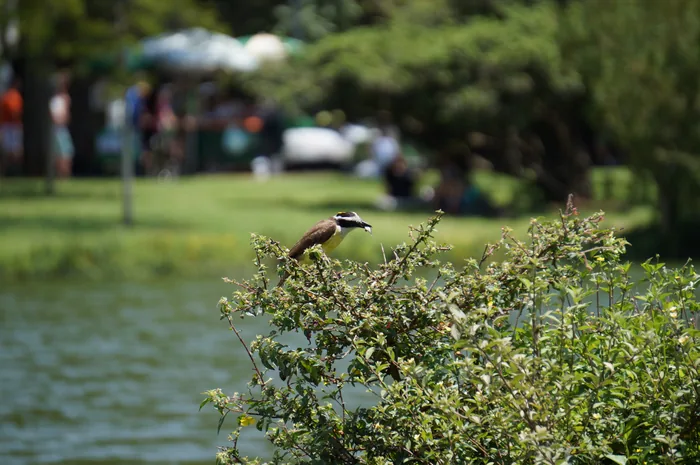A Great Kiskadee with bold black-and-white head pattern and bright yellow belly perched near the lake shore.
