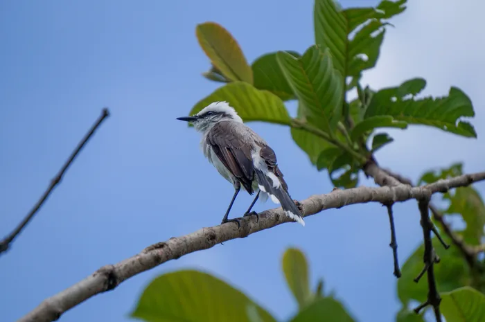 A Masked Water-Tyrant with white plumage and a dark mask perched on a branch near the water.