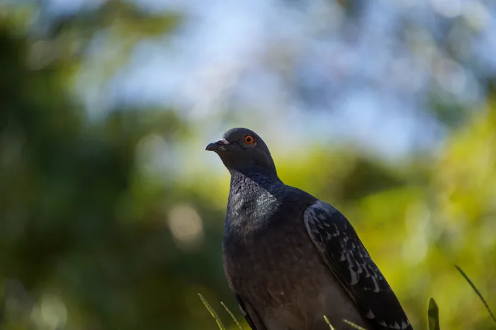 Portrait of a Rock Pigeon showing its iridescent neck feathers in shades of green and purple.