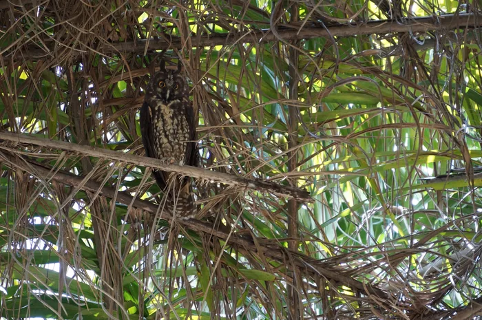 A Stygian Owl with dark brown streaked plumage and prominent ear tufts perfectly camouflaged among dense branches.