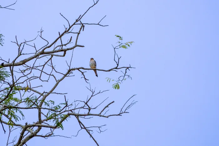 An American Kestrel with rufous back and slate-blue wings perched on a bare branch against a clear sky.