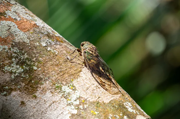 A cicada with translucent wings and textured brown body resting on a lichen-covered surface.