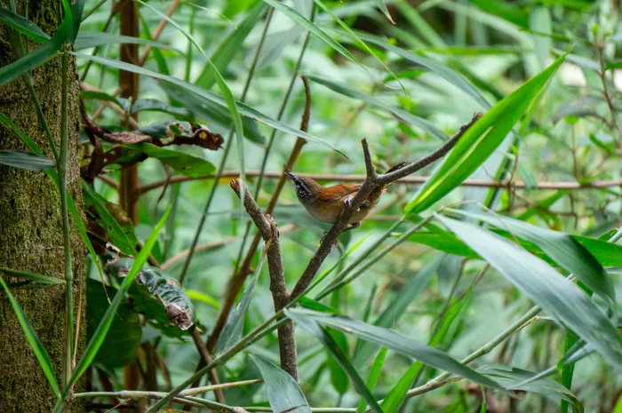 A Moustached Wren with brown streaked plumage and a distinctive pale supercilium perched inside a bamboo thicket.