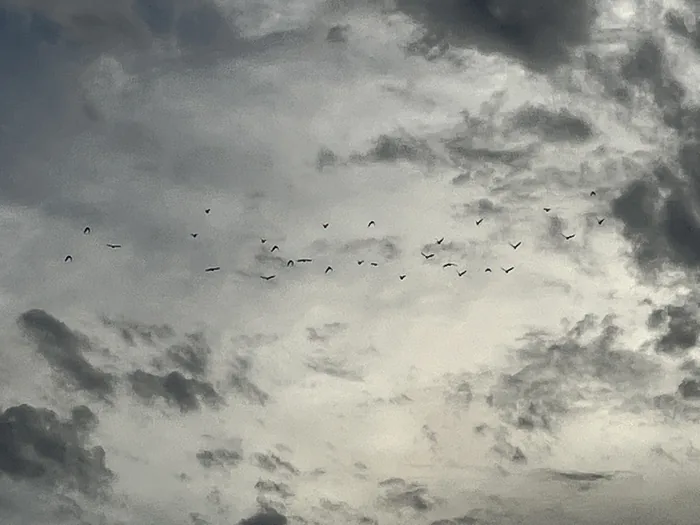 A large flock of Picazuro Pigeons flying across a dramatic overcast sky with billowing clouds.