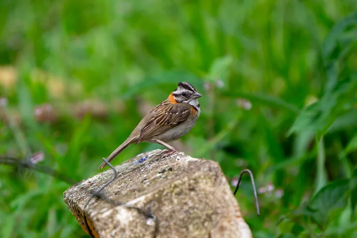 A Rufous-collared Sparrow with a chestnut collar and striped head perched on a rocky surface.