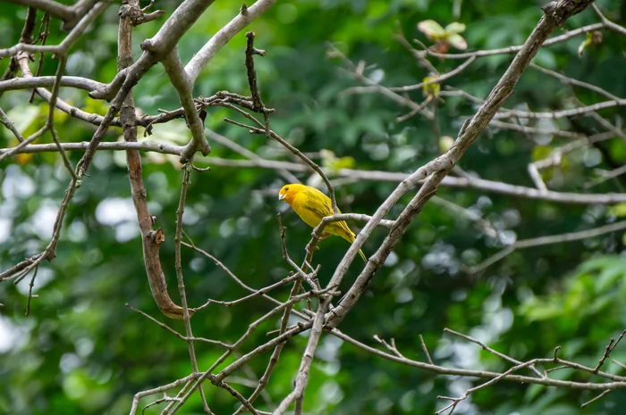 A Saffron Finch with brilliant yellow plumage and an orange forecrown perched on bare branches.