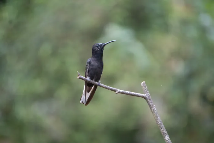 A Black Jacobin hummingbird with entirely dark velvety plumage and white-tipped tail feathers perched on the tip of a bare forked branch.
