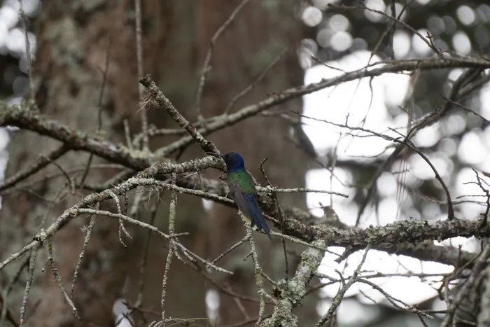 A blue-green bird perched on lichen-covered bare branches in the forest, partially visible among the pale grey branches.