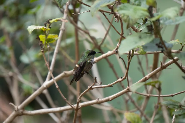 Finding the Coquette in Monte Alegre do Sul