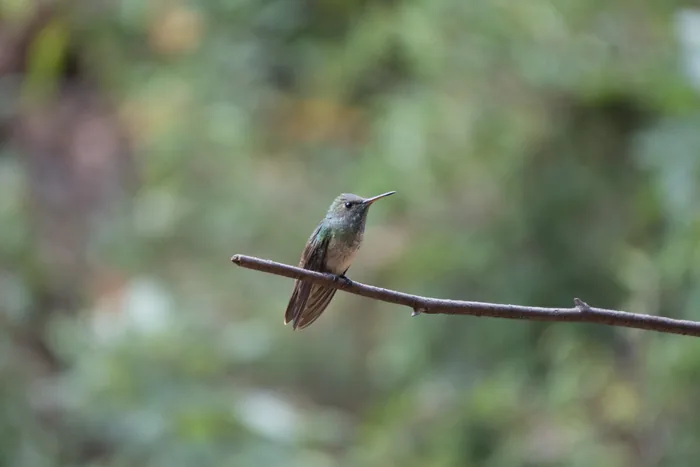 A female hummingbird with warm buff underparts and greenish back perched on the very tip of a bare twig against a soft blurred green background.