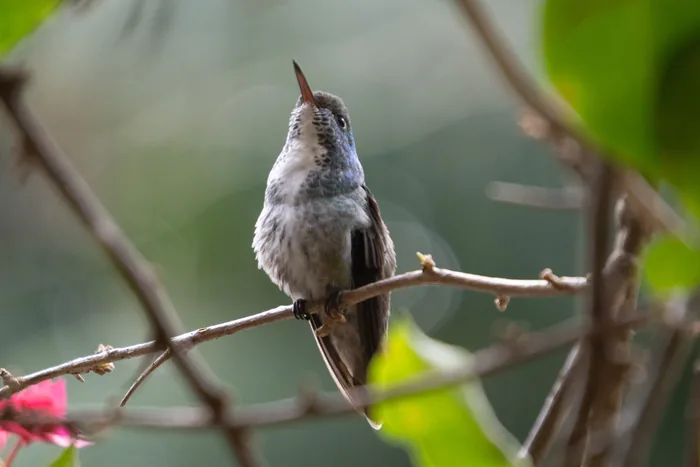 A small hummingbird with white spotted breast and upturned bill perched on a thin branch surrounded by pink flowers and green leaves.
