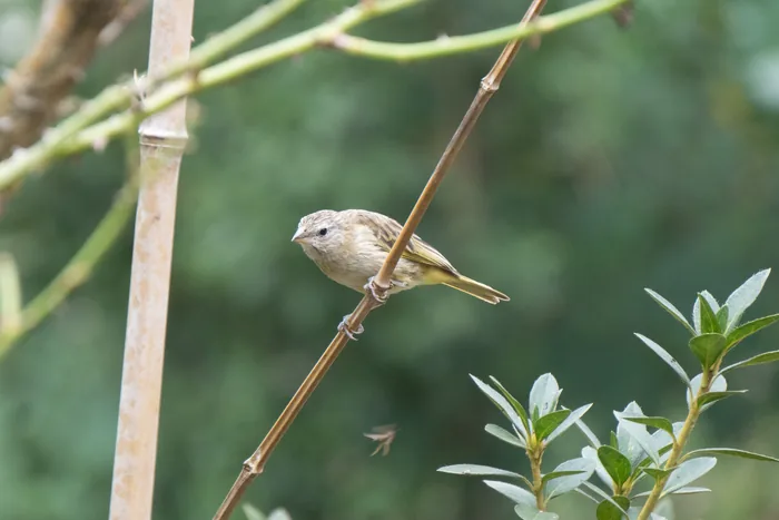 A streaked brown seedeater clinging to a bamboo stem, its fine streaked plumage blending with the surrounding vegetation.
