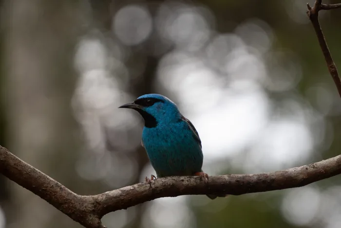A stunning male Swallow Tanager with brilliant turquoise-blue plumage and a dark mask perched on a bare branch against a soft bokeh background.