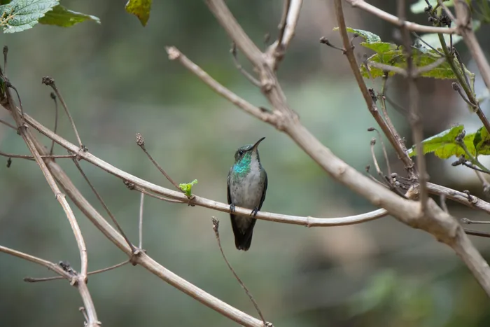 A Violet-capped Woodnymph hummingbird with teal green and blue plumage perched on a branch against a soft grey-green background.