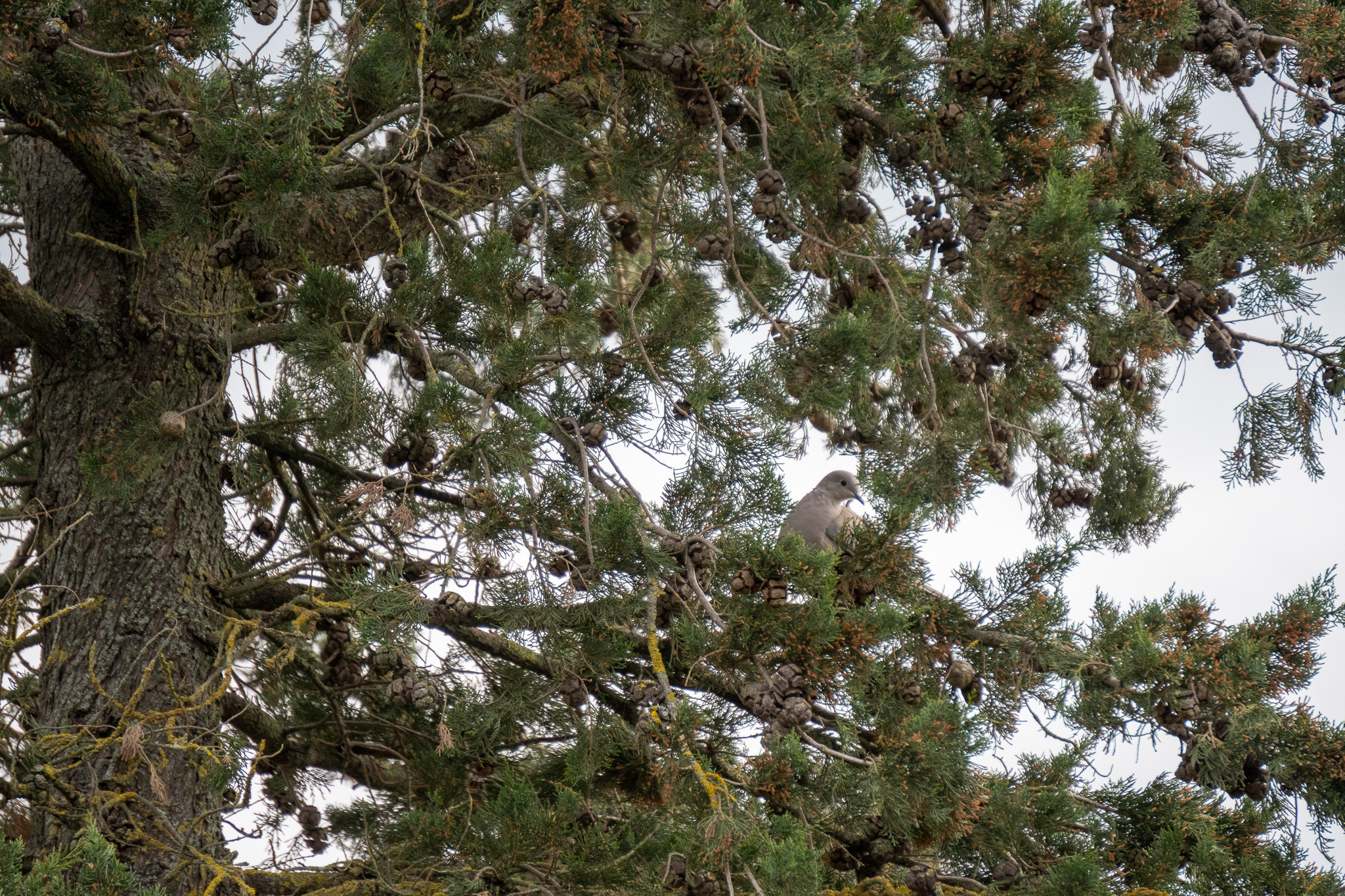 A small grey bird partially hidden among the dense green branches and pine cones of a large pine tree.