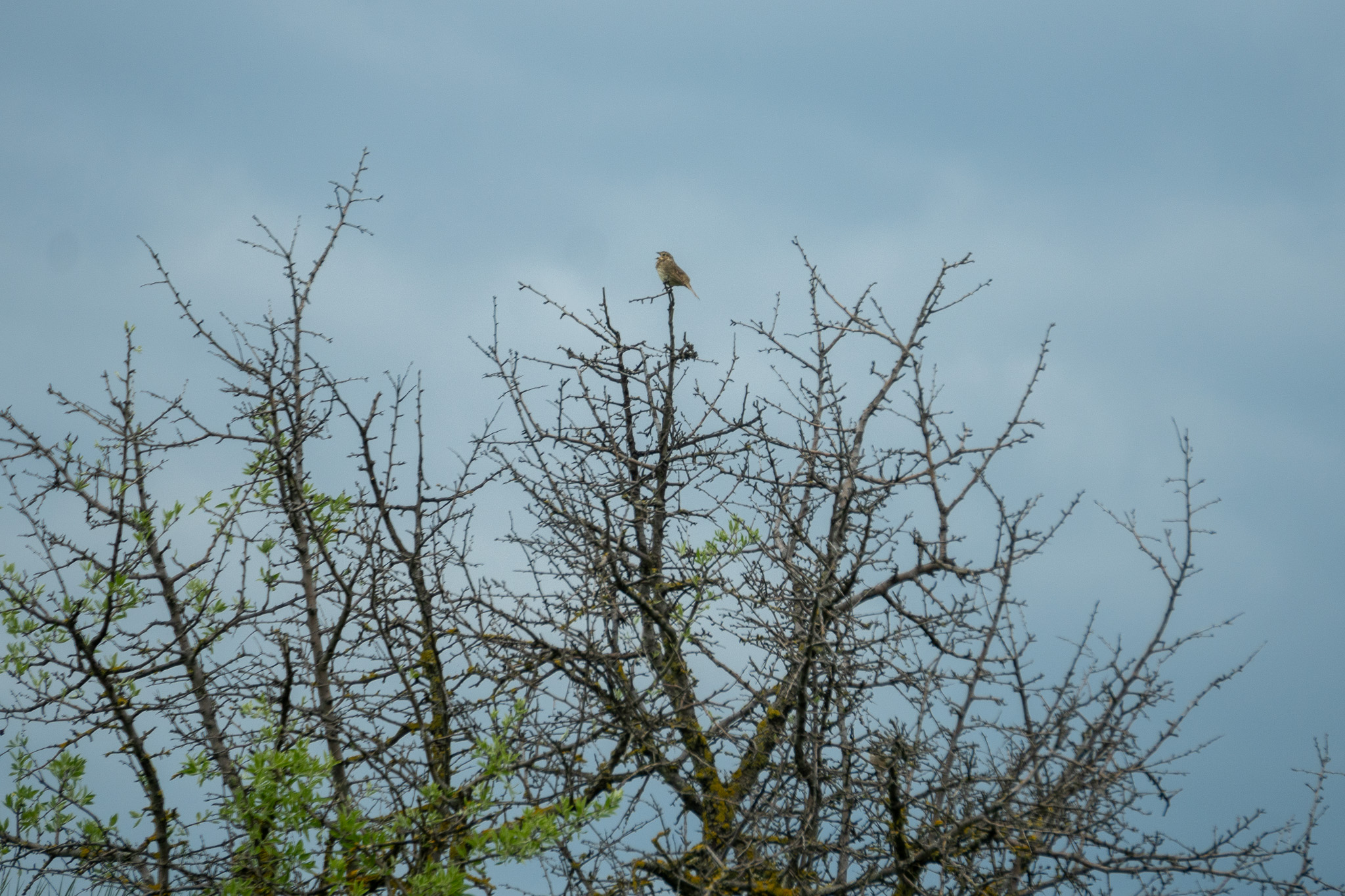 A small bird perched at the very top of a bare tree with sparse new leaves, standing out against a grey cloudy sky.