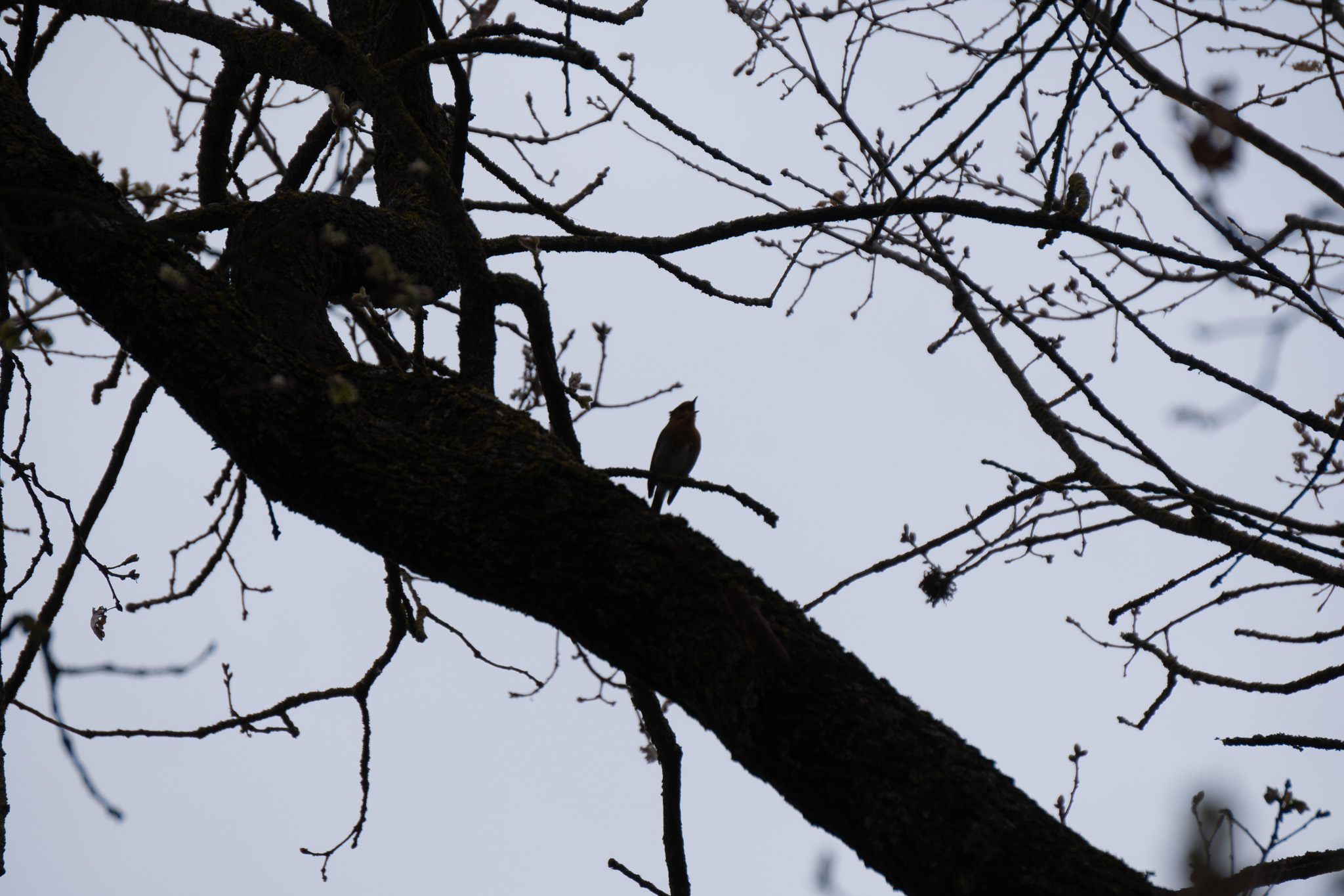 A small bird silhouetted against a pale sky, perched on a large dark tree branch at dusk, with the tree trunk and bare branches creating a dramatic composition.