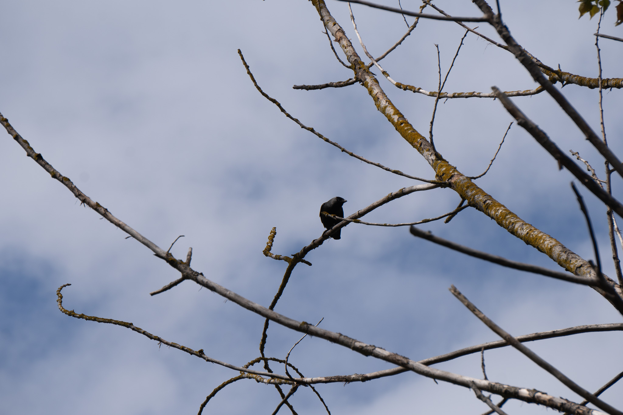 A small black bird perched on a bare branch of a leafless tree, silhouetted against a blue cloudy sky.