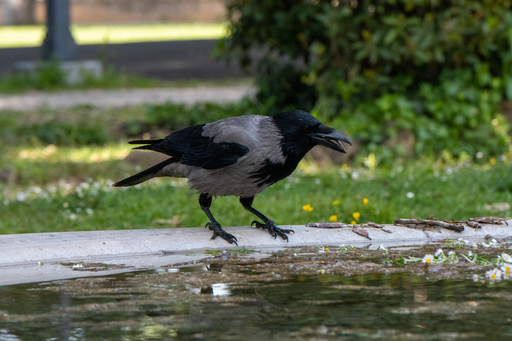 A hooded crow with black and grey plumage walking alertly along the edge of a stone fountain in a park, with grass and wildflowers in the background.