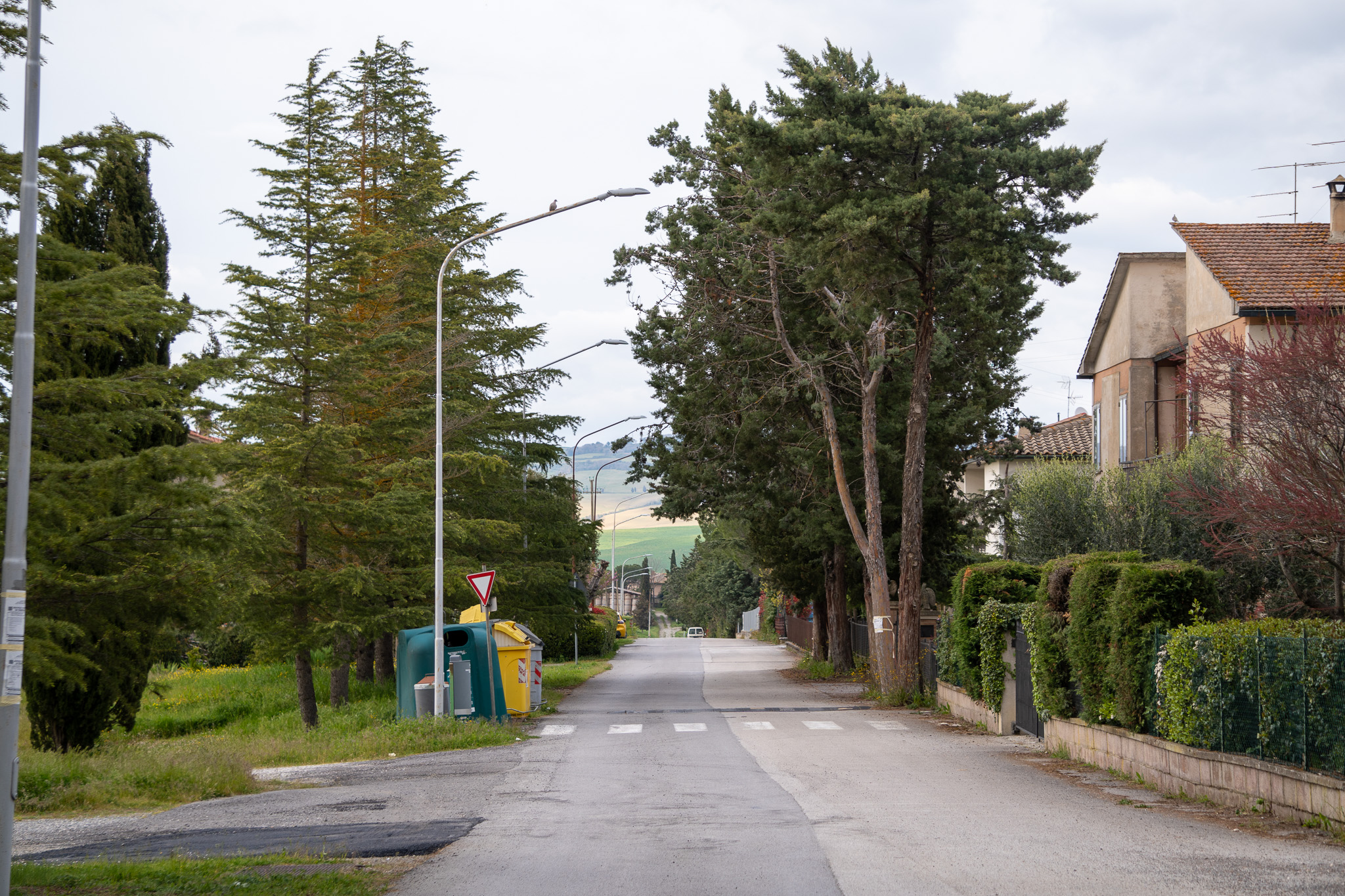 A quiet Italian residential street lined with tall pine and cypress trees, with houses on the right, recycling bins on the left and a road stretching into the distance.