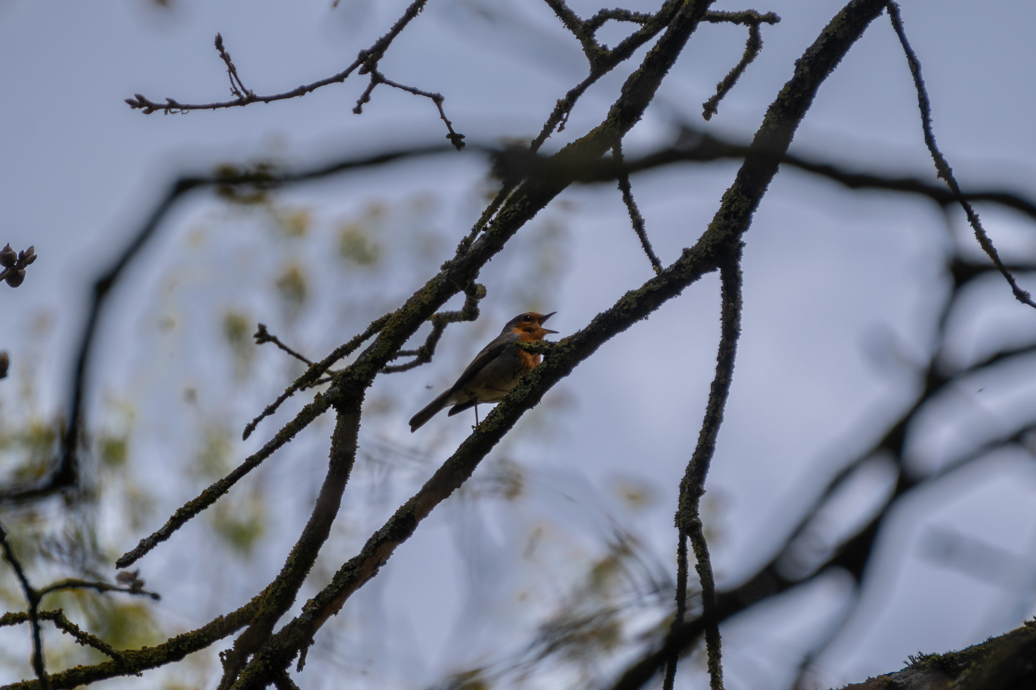 A European Robin with its distinctive orange-red breast perched on a bare branch with its beak open, singing among bare twigs against a pale sky.