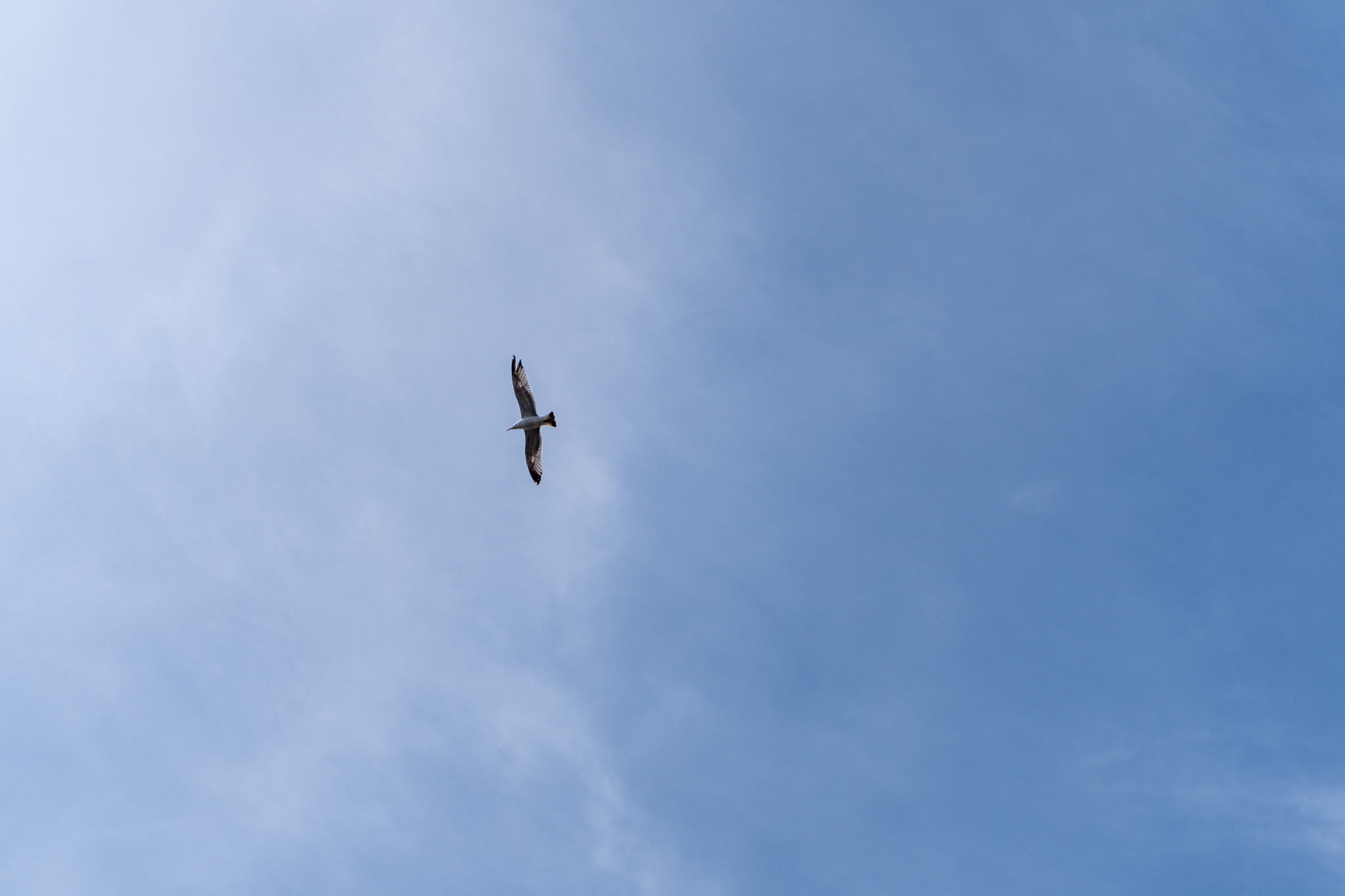 A seagull soaring with wings spread wide against a pale blue cloudy sky, seen from below.