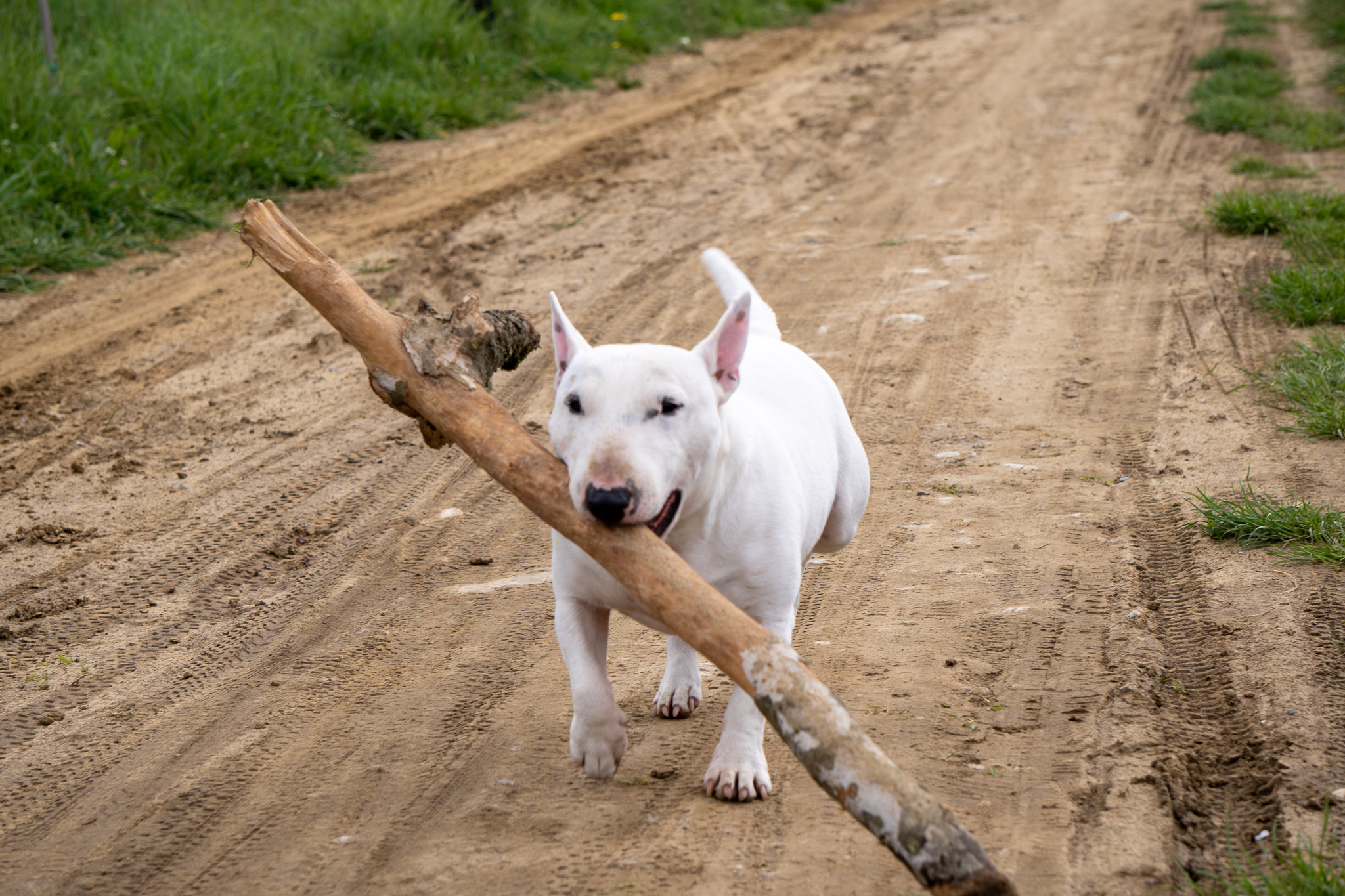 A white Bull Terrier running energetically along a sandy dirt road, carrying a large wooden stick in its mouth, with green grass on the sides.