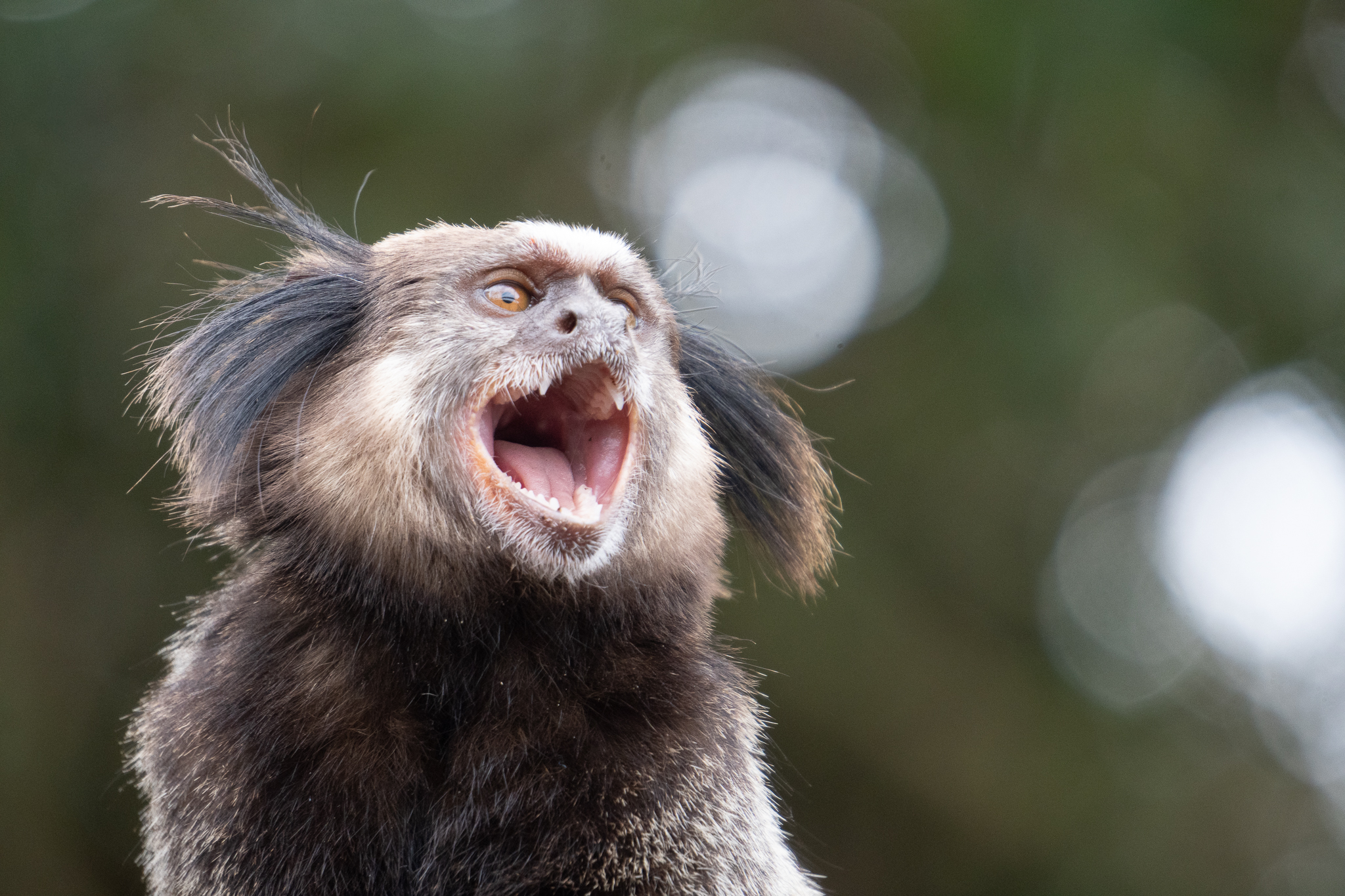 Marmoset monkey screaming with mouth wide open, displaying sharp teeth and animated expression, with distinctive black and white facial fur and ear tufts