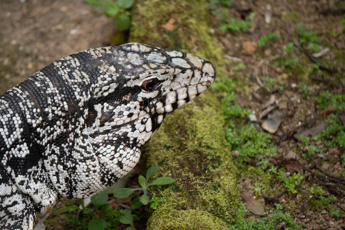 Close-up of an Argentine Black and White Tegu lizard with striking black and white patterned scales, resting on mossy ground.