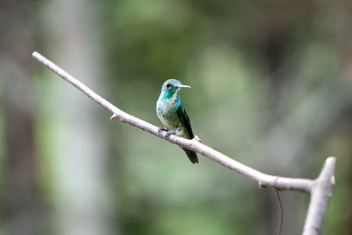 A Versicolored Emerald hummingbird with vivid green plumage and a blue-green throat perched on a bare diagonal branch against a soft green background.