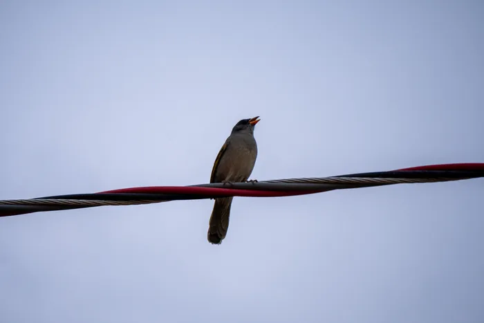A Great Pampa-Finch perched on an electric wire with its beak open as if singing, against a pale blue sky.