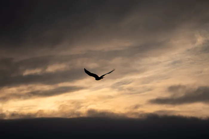 Silhouette of a large raptor soaring against a dramatic sunset sky with golden light breaking through dark clouds.