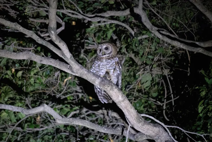 A Rusty-barred Owl is perched on a bare branch at night, with dark foliage in the background. The owl's distinctive barred feathers and round, penetrating eyes are illuminated by a flash, showcasing its natural camouflage and alert posture.
