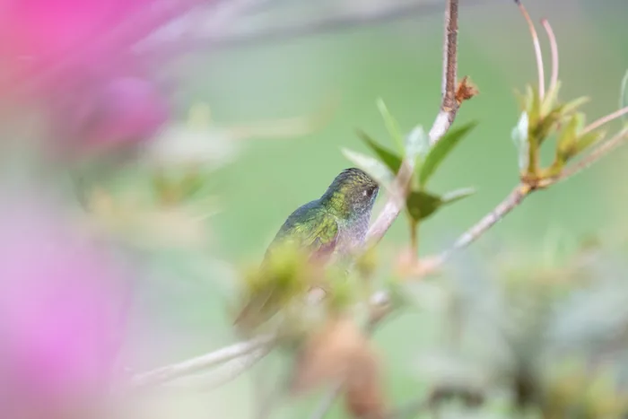A Sapphire-spangled Emerald hummingbird perched on a branch, partially hidden among leaves with pink flowers softly blurred in the background.
