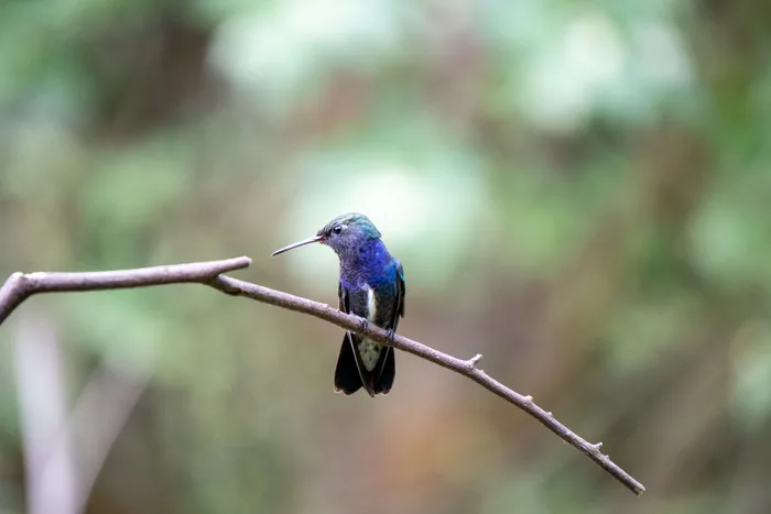 A Sapphire-spangled Emerald hummingbird, with shimmering blue and green plumage, perches on a bare branch against a blurred green background.