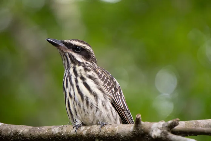 A Streaked Flycatcher (Myiodynastes maculatus) with detailed striped plumage, perched on a tree branch with a soft-focus green background.