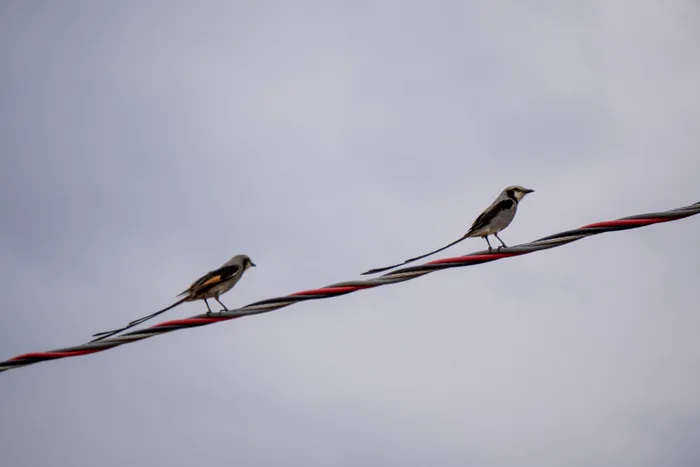 Two Streamer-tailed Tyrants, known for their elongated tail feathers, are perched side by side on a red and black electric wire against a soft blue sky.