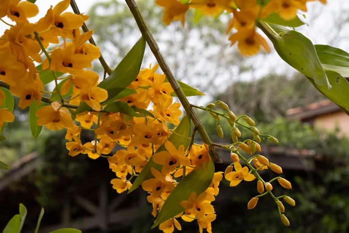Clusters of bright yellow orchid flowers hanging from a bamboo-like stem with green leaves, with the farm buildings and trees softly blurred in the background.