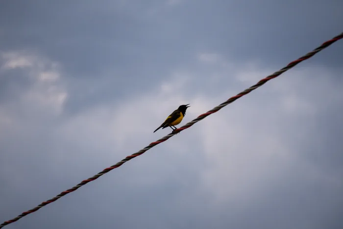A Yellow-rumped Marshbird with striking black and yellow plumage perched on a wire with its beak open, against a dramatic cloudy sky.