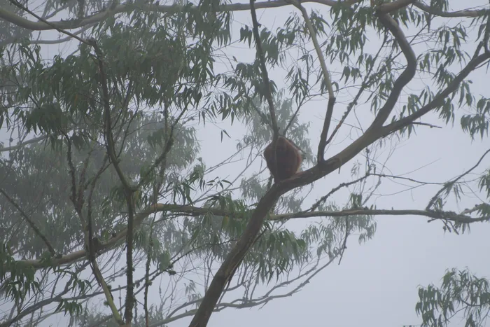 A Howler Monkey with dark fur sitting in the canopy of a mist-shrouded tree in the Atlantic Forest.