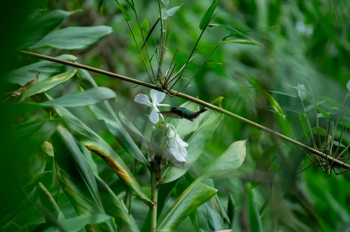 A hummingbird hovering in mid-air with wings blurred as it feeds from a white flower.