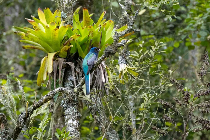 A Surucuá Trogon with vivid red underparts and green upperparts perched near bromeliad plants in the Atlantic Forest.